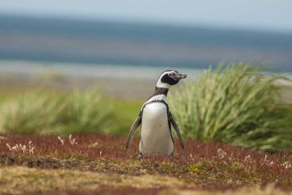 Sea Lion Island Solitary Magellanic penguin